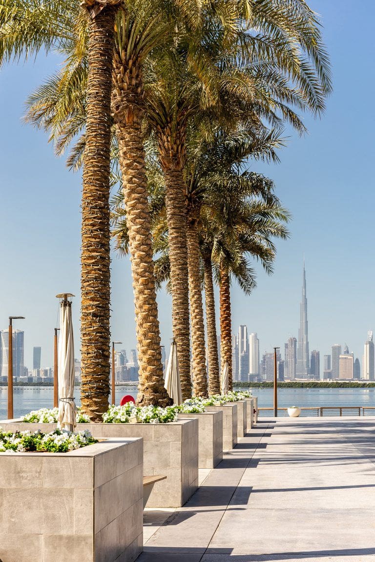 promenade with row of date palm trees and Dubai Downtown skyline in the background