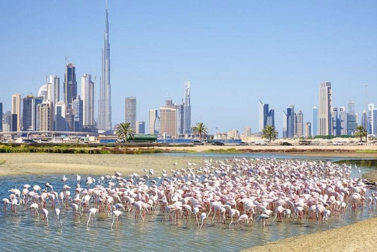 ras al khor wildlife reserve near sobha hartland in mbr city