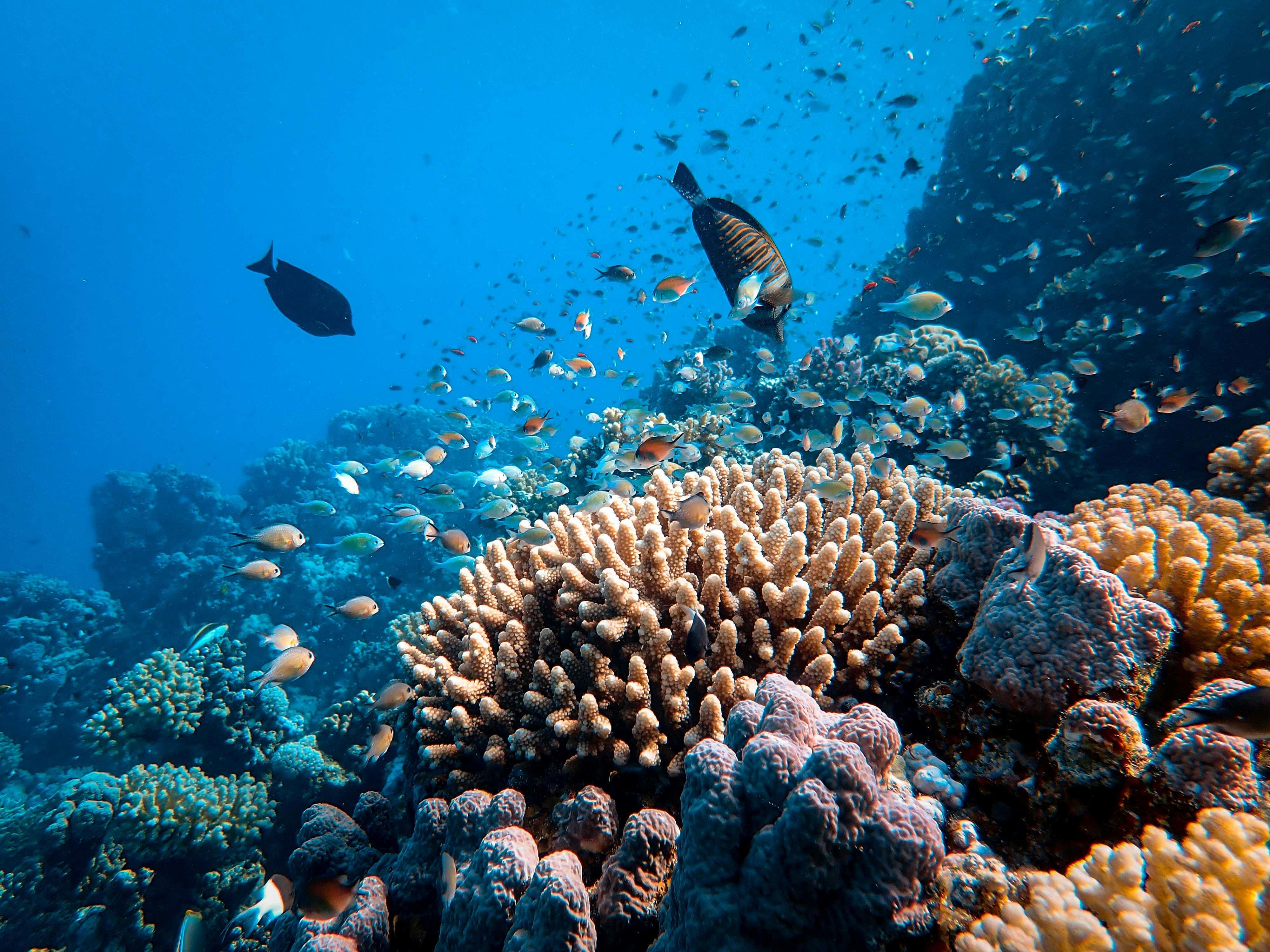 Coral reef at The Red Sea, Saudi Arabia — world's fourth largest barrier reef system