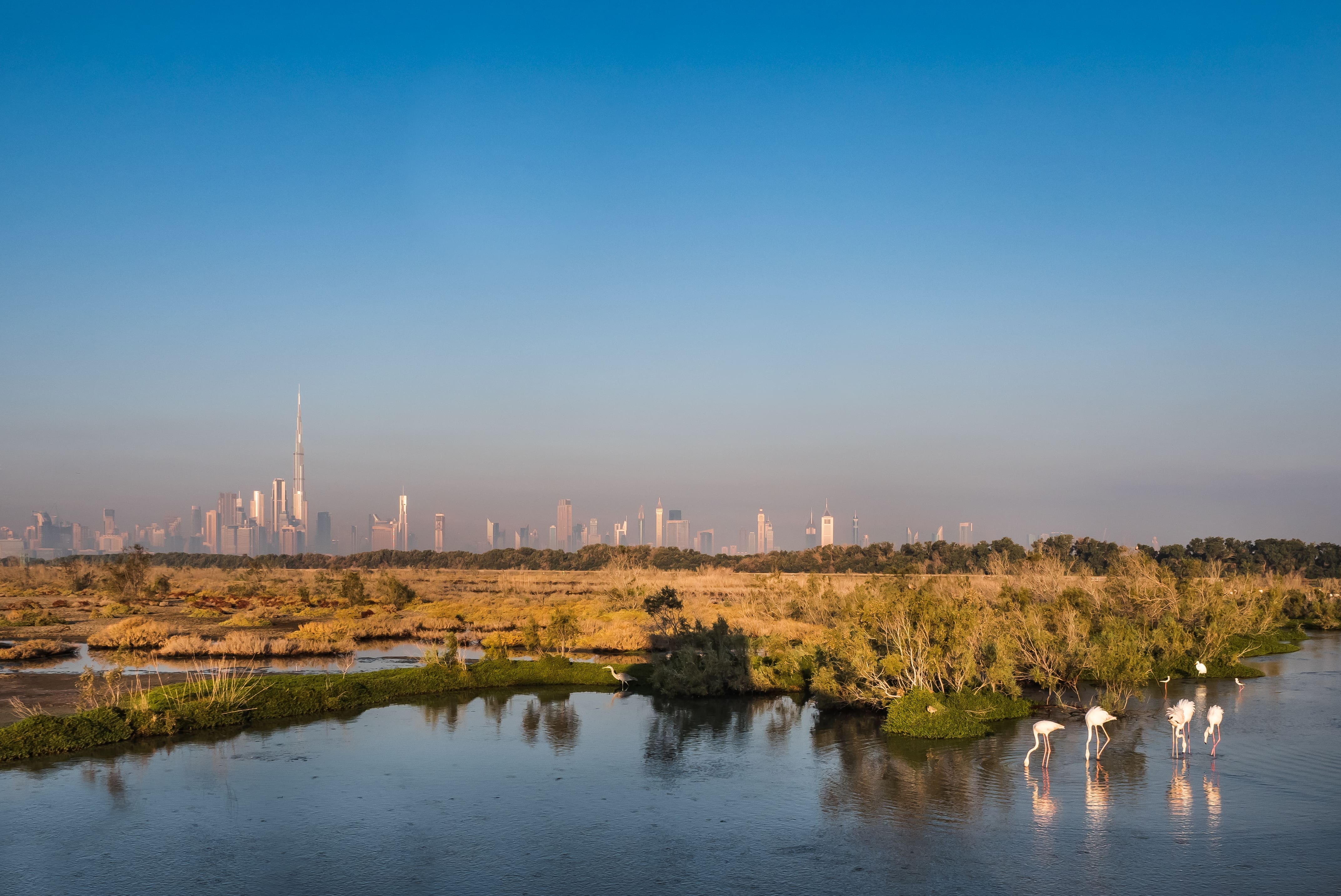 Ras Al Khor Wildlife Sanctuary with the Dubai skyline behind Sobha Hartland