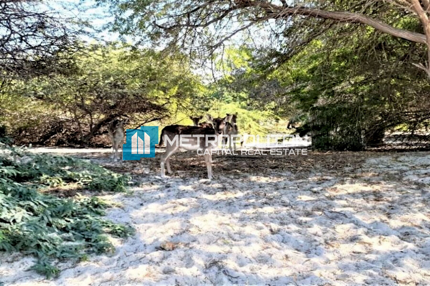 Partial Sea View | Single Row | Near to Facilities