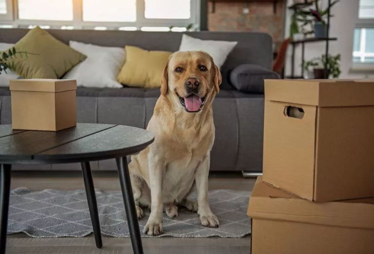 Renting accommodation in the UAE with a dog
